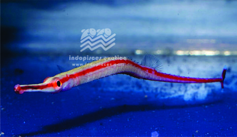 Microphis Brachyurus